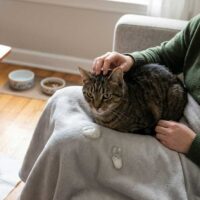 Mon chat vomit de la mousse blanche : que faire ?