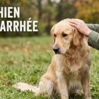 Mon chien a la diarrhée : que lui donner à manger ?