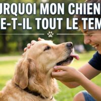 Pourquoi mon chien me lèche tout le temps ?
